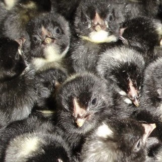 U of A - Heritage - Barred Plymouth Rock - Chicks - UNSEXED - Shipment 2 - May 20, 2026