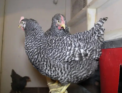 U of A - Heritage - Barred Plymouth Rock - Chicks - UNSEXED - Shipment 2 - May 20, 2026