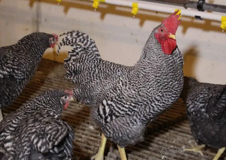 U of A - Heritage - Barred Plymouth Rock - Chicks - UNSEXED - Shipment 2 - May 20, 2026