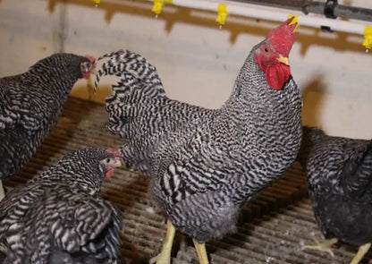 U of A - Heritage - Barred Plymouth Rock - Chicks - UNSEXED - Shipment 2 - May 20, 2026