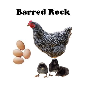 Chicks-Pullets - 2026 Shipment 5 - Pick up - June 2nd, 2026