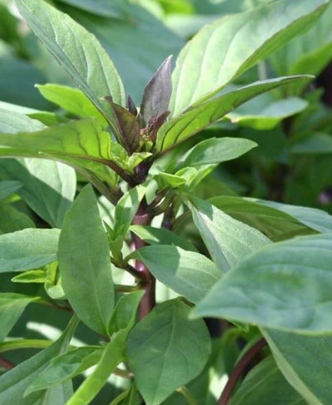 West Coast Seeds - Herbs