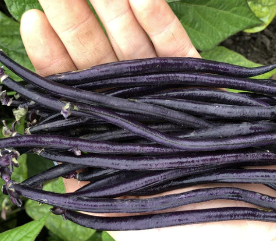 West Coast Seeds - Beans