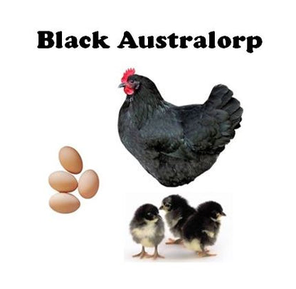 Chicks - Pullets - 2026 Shipment 1 - Pick up - March 10 2026