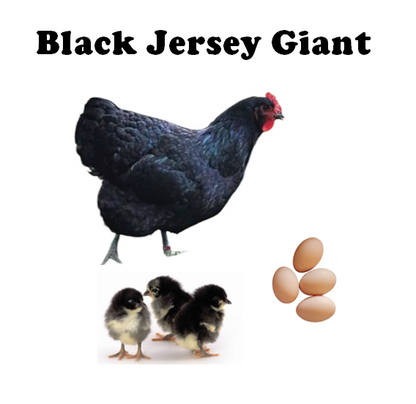 Chicks - Pullets - 2026 Shipment 1 - Pick up - March 24 2026