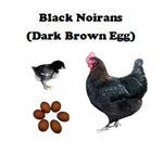 Chicks-Pullets - 2025 Shipment 3 - Arriving April 29, 2025
