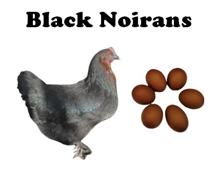 IN STORE - POINT OF LAY - Pullets - (Please Call or Email for Pick Up Availability)