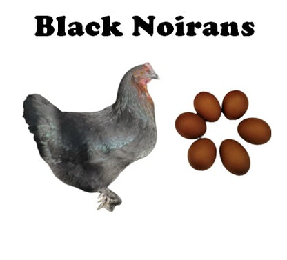IN STORE - POINT OF LAY - Pullets - (Please Call or Email for Pick Up Availability)