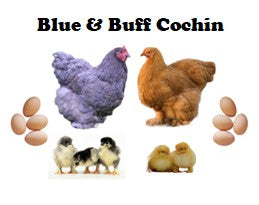 Chicks-Pullets - 2026 Shipment 3 - Pick Up - April 21, 2026