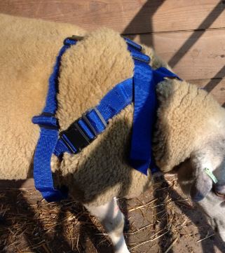 Premium - Blue Ram Marking Harness - Plastic Clips