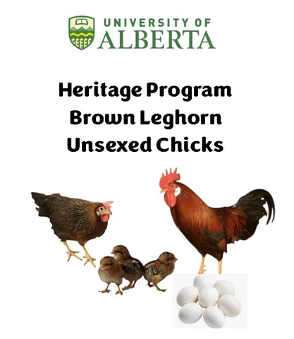 U of A - Heritage - Brown Leghorn - Chicks - UNSEXED - Shipment 1 - April 22, 2025