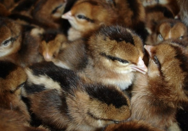 U of A - Heritage - Brown Leghorn - Chicks - UNSEXED - Shipment 1 - April 15, 2025