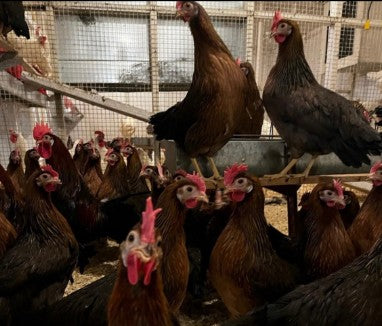 U of A - Heritage - Brown Leghorn - Chicks - UNSEXED - Shipment 1 - April 15, 2025