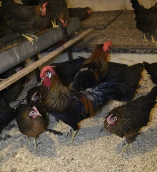 U of A - Heritage - Brown Leghorn - Chicks - UNSEXED - Shipment 1 - April 15, 2025
