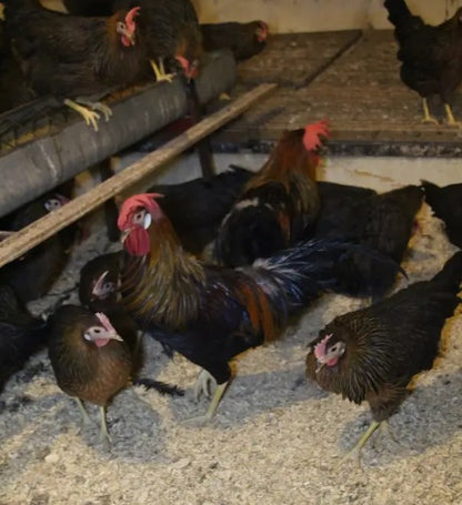 U of A - Heritage - Brown Leghorn - Chicks - UNSEXED - Shipment 1 - April 15, 2025