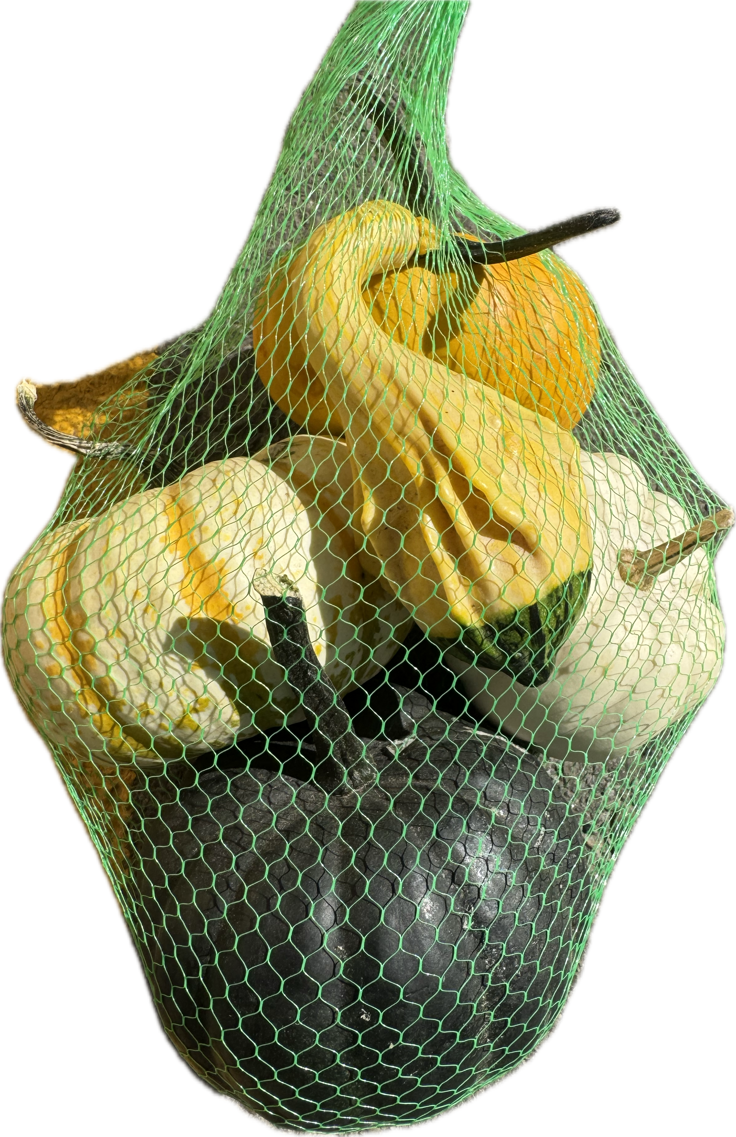 Fresh - Locally Grown - Pumpkin, Squash, Gourds