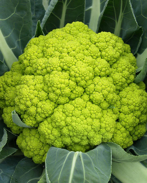 West Coast Seeds - Misc Vegetables