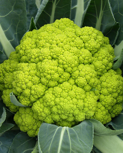 West Coast Seeds - Misc Vegetables