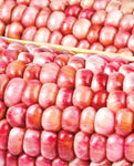 West Coast Seeds - Corn