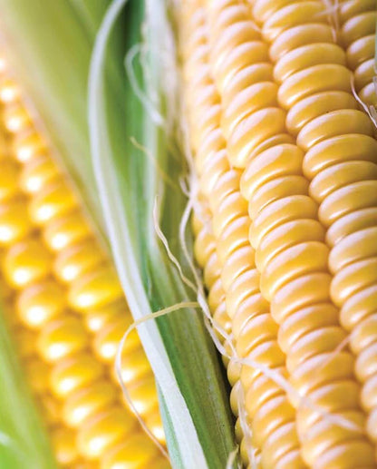 West Coast Seeds - Corn