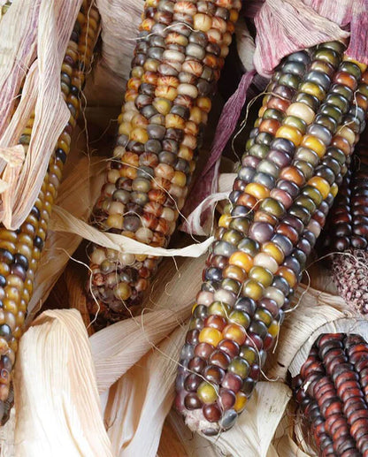 West Coast Seeds - Corn