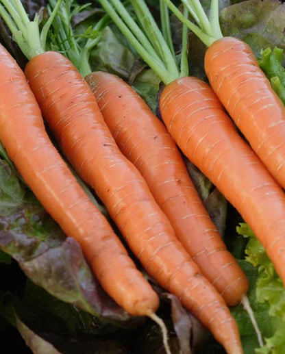West Coast Seeds - Carrots