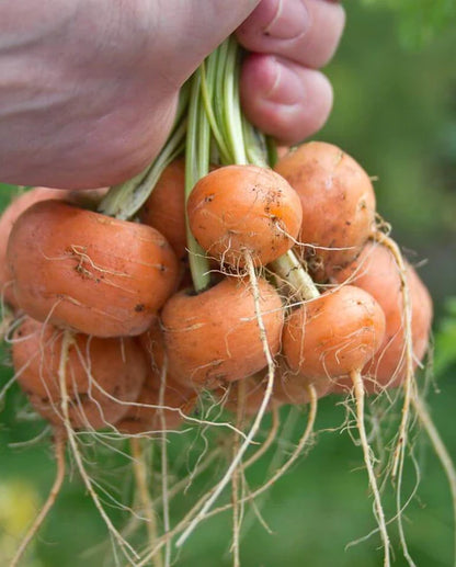 West Coast Seeds - Carrots