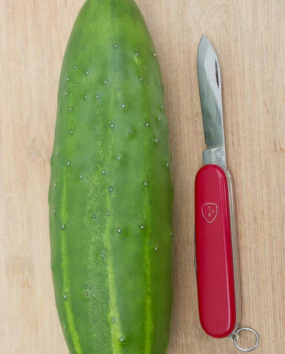 West Coast Seeds - Cucumber