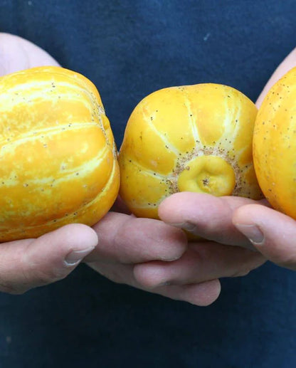 West Coast Seeds - Cucumber