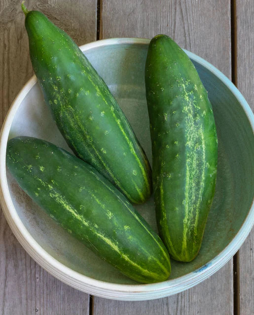 West Coast Seeds - Cucumber