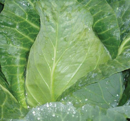 West Coast Seeds - Misc Vegetables