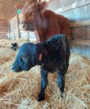 Alberta Hand Made Fleece Calf Hoods