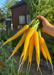 West Coast Seeds - Carrots