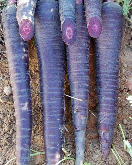West Coast Seeds - Carrots