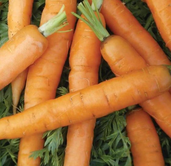 West Coast Seeds - Carrots
