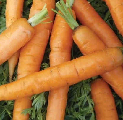 West Coast Seeds - Carrots