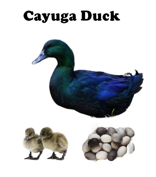 Ducklings-UNSEXED - Shipment 2 - Arriving June 10th, 2026