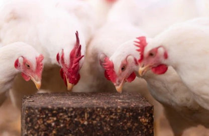 ChikPek - Peck Block - with Oyster Shell - 11.34kg