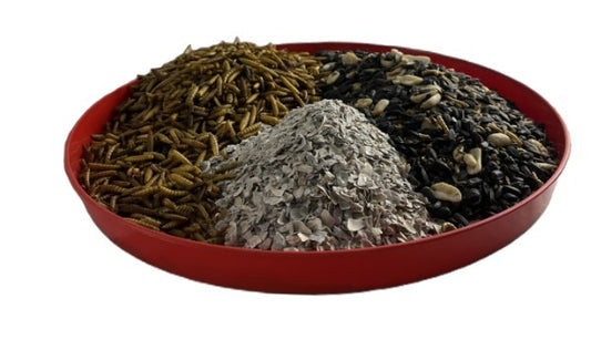 TBL - Feeding Tray for Chicks - Large - 35cm