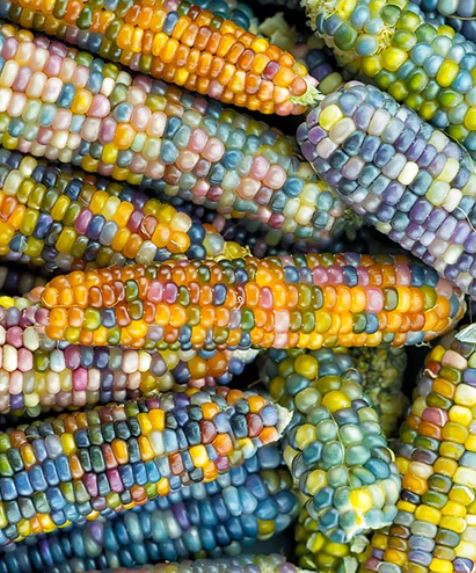 West Coast Seeds - Corn