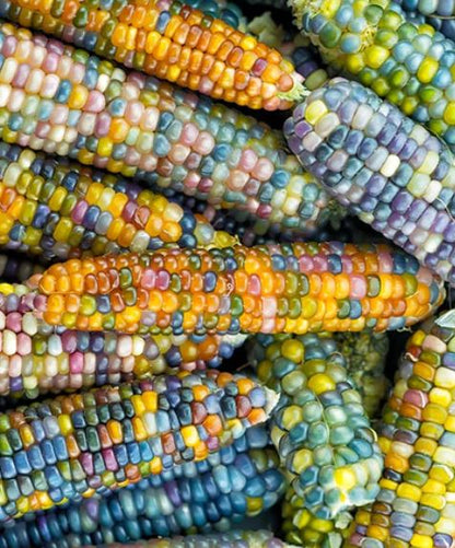 West Coast Seeds - Corn