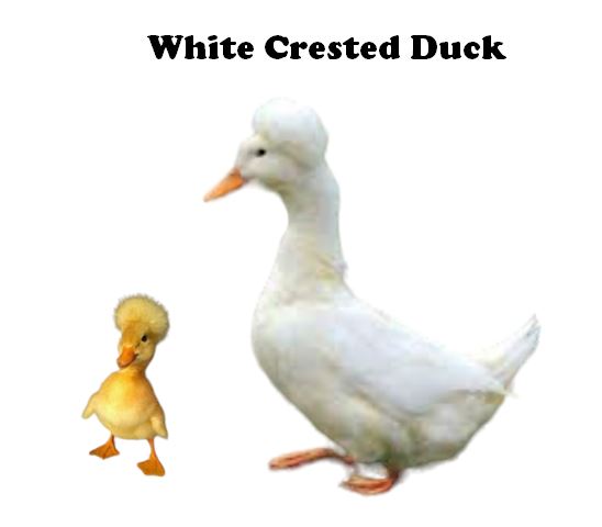 Ducklings-UNSEXED - Shipment 2 - Arriving June 10th, 2026