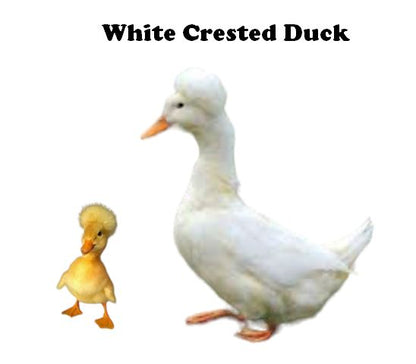 Ducklings-UNSEXED - Shipment 2 - Arriving June 10th, 2026