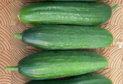 West Coast Seeds - Cucumber