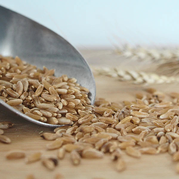 Local Product - Khorasan Wheat Berries