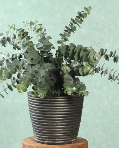 West Coast Seeds - Flowers - Assorted