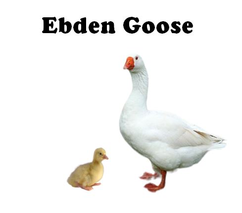 Goslings-UNSEXED - Shipment 1 - Arriving Tentatively May 13th, 2026