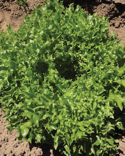 West Coast Seeds - Lettuce