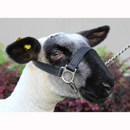 Sullivan - First Class Show Halter - Lamb/Goat