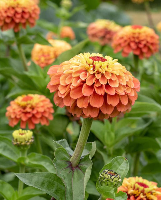 West Coast Seeds - Flowers - Zinnas